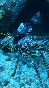 1.6M views · 12K reactions | GoPro on a Lobster! #fishing #spearfishing | Ryan Myers Spearfishing | Facebook