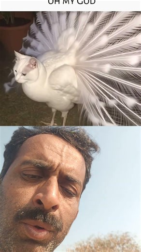 subhanallah ✨❣️😍#shorts #viral #allahuakbar #islamic