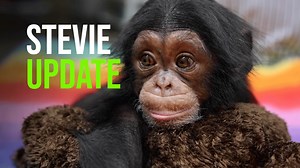 743K views · 10K reactions | UPDATE: Chimpanzee Stevie is now 10 weeks old, 6lbs. and thriving at Zoo Knoxville Zoo Knoxville. She is beginning to crawl, working on sitting up and getting her first tooth any day now! A team of expert caregivers are still caring for her around the clock until she reaches a more independent stage to reunite with the troop. She spends face time with the other chimpanzees daily at Chimp Ridge. | ZooBorns | Facebook