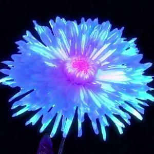 1.2K reactions · 422 shares | Immerse yourself in the sound of Studio Ghibli with Dream Songs: The Essential Joe Hisaishi | Joe Hisaishi | Facebook