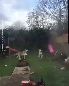 2.1M views · 69K reactions | There are two types of dog  | UNILAD | Facebook