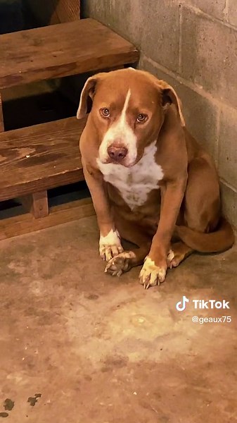 Dog Scared of Thunder: Heartbreaking Reaction to Storm