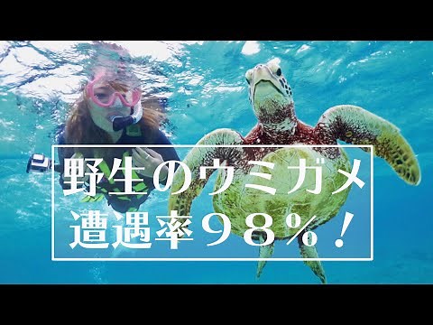 【高確率!!】沖縄 宮古島 野生の海亀 シュノーケリング｜Umigame Snorkeling Miyakojima