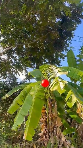 mie instan tumpah! Pak Sedih Banget#bebeklucu#duckshorts#bebek#ai#shorts