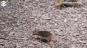 4.6K views · 62 reactions | AWW!! Take a look at this baby Java mouse-deer at a zoo in Warsaw, Poland. The little creature was born Dec. 2, and it is FOUR INCHES TALL. kutv.com/chimein | KUTV 2News | Facebook