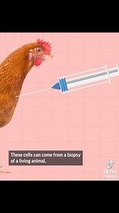 26K views · 1.2K reactions | My rap verse on a new song called “Don’t Eat Fake Meat” | An0maly | Facebook