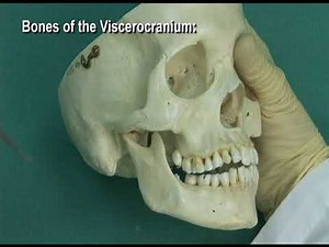 1.14 Step 6. Viscerocranium