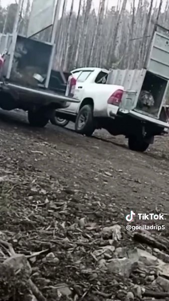 gorilladrip (@gorilladrip5)’s videos with original sound - gorilladrip