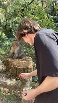 Showing a monkey Pokemon cards