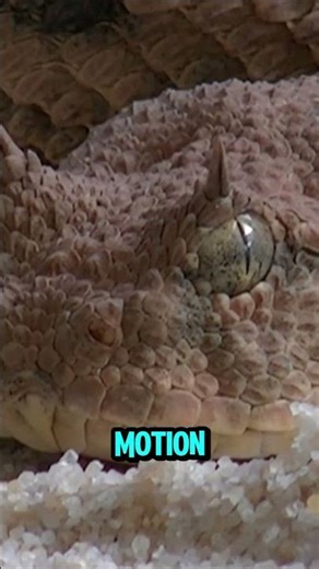 This Predator Strikes Before You React 🐍 #snake #predator #reptile #wildlife