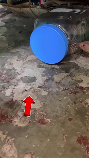 cobra vs mongoose fight😱😱#snake #snack #trending #rescue #viral #animals #cobra #video. #tren #reel #shorts #contentcreator #animlover #animales | Snakesaver