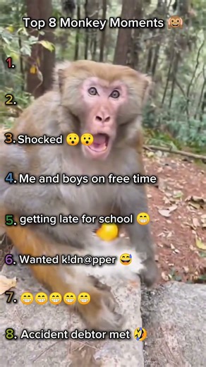 Top 8 Monkey funny moments✨#funnyvideo#monkeyfunnyshort#funnymoments#shortsvideo