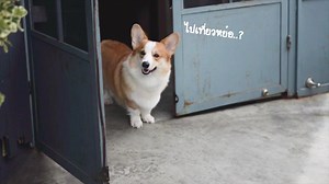 ไปเที่ยวกันเหอะวัยรุ่น😎 ใส่ชุดไว้ขนไม่ติดเบาะรถ - ขนไม่ติดเบาะรถ - กันขนฟรุ้งกระจายในรถ - ทำความสะอาดรถง่ายขึ้น - ประหยัดเวลาในการทำความสะอาด - แอร์ไม่อุดตันด้วยขนน้องหมา - ไม่ต้องเอาไปดูดขนที่หล่นด้านในรถบ่อยๆ . 👉🏻 ผ้าระบายอากาศได้ดีเนื้อผ้าคล้ายชุดว่ายน้ำมีความยืดหยุด 4 ด้าน 👉🏻 ชุดที่ใส่สบายร้อนแค่ไหนก็ใส่ได้ 👉🏻 เปิดแค่พัดลมก็สามารถใส่ได้ 👉🏻 ใส่ได้ทั้งน้องหมาและน้องแมว 🐶🐱 👉🏻 มีตัวแทนจำหน่ายมากถึง 50กว่าร้าน 👉🏻 มีบริการแก้ไขชุดหากใส่ไม่พอดี 👉🏻ใส่ไม่ได้เปลี่ยนฟรี 👉🏻 ส่งไว1-2วั