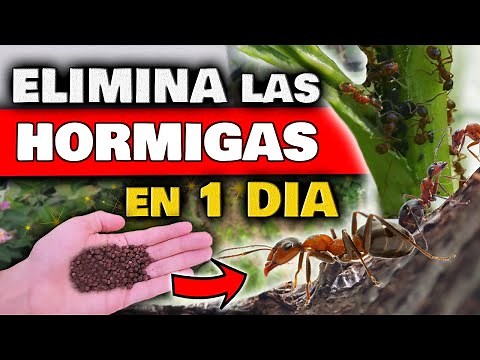Eliminate Ants on Plants and Inside Your Home | Natural Insecticide for Plants and Pests