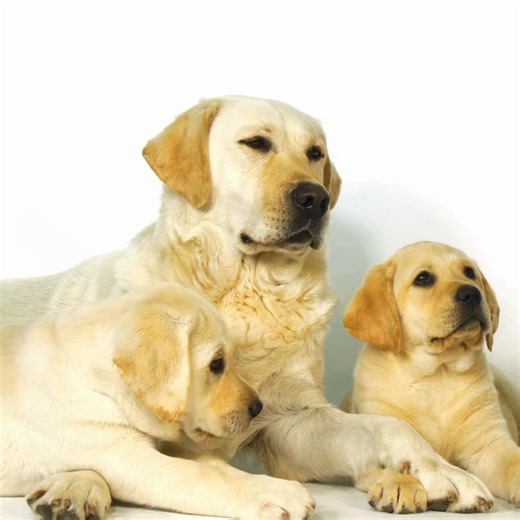 Rabies is 100% preventable through vaccination and awareness programs. Protect Your Family, Vaccinations is Vital 👉 Read the full article http://bit.ly/45JCBuR | Petlife US