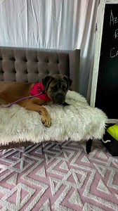 Carrie She came into Rescue with her sister Cheri and she will be getting spayed and cherry eye removal surgery . Dog friendly Loves toys Loves everyone she meets Loves her walks Fine in a car She would do fantastic with the home with another dog . Www.azmastiffrescue.com￼in | AZ Mastiff Rescue