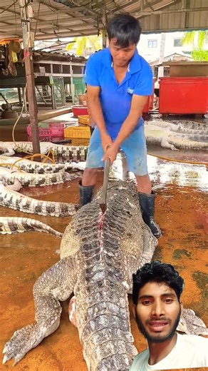 Acquiring this crocodile hide is challenging