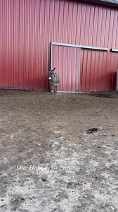 Silly donkeys! Melvin is at the top. 🤣 #reels #donkey #farmlife #funnyanimals | One Happy Ass Farm