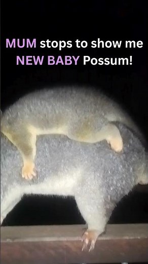 Brushtail Possum MUM has NEW BABY Joey #babyanimals #possum #cuteanimals #wildlife #aussieanimals