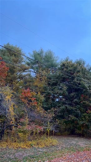 29 reactions · 9 comments | I’ve always heard that turkeys sleep in...