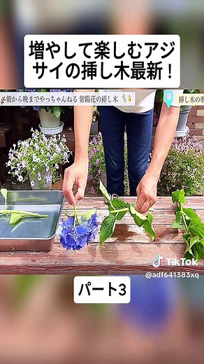 アジサイの挿し木と育て方ガイド