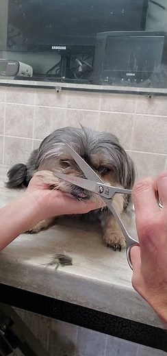 Trimming the hair on a Yorkie X dogs face with scissors, dog grooming from home without restraints