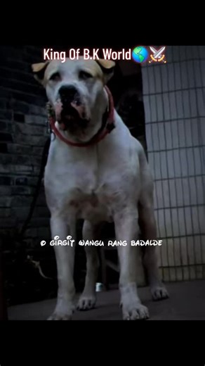 Understanding the Bully Dog Breed: Training Tips and Care