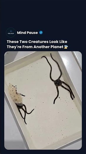 The Ocean's Fastest Animal With 5 Arms #shorts #ocean #incredible