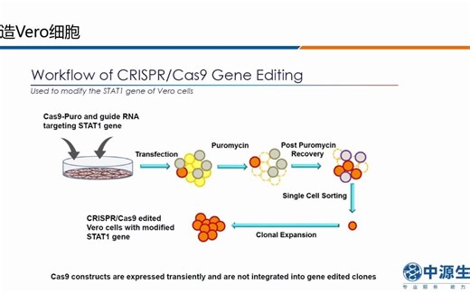 疫苗宿主细胞新选择--经CRISPR-Cas9技术改造后的Vero细胞