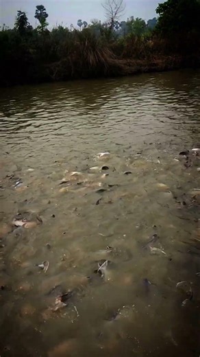 3 Mahine Me 500 Gram Pangasius 😳 | Real Proof | Gaon Me Fish Farming