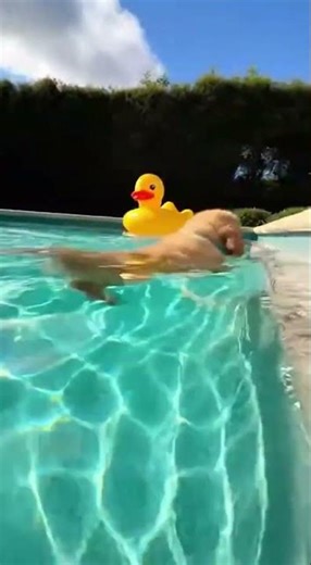 cute dog swiming in pool water woow #cuteanimal