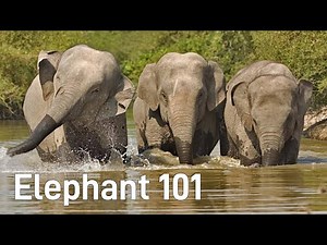 Elephant 101