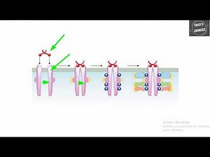 Recepteurs à activité tyrosine kinase version diapos