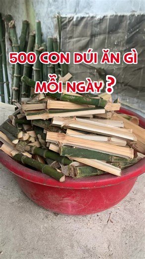 Chuẩn Bị Đồ Ăn Cho 500 Bạn Dúi Mỗi Sáng