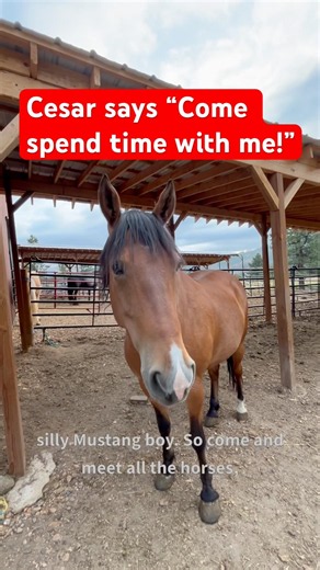These Mustangs 🐴need YOU 💕#rescue #horses #help