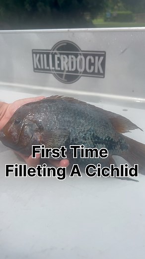 85K views · 330 reactions | How did this invasive aquarium fish taste!? My KillerDock has seen some weird stuff. | Reed_thefishmonger | Facebook