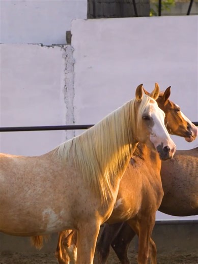 Understanding Mare and Colt Behavior in Horses
