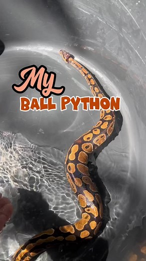 Pinaliguan si Sam, ang Aking Alagang Ball Python