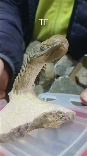 Rare Crotalocephalus gibbus Trilobite 🦴 | Large Devonian Fossil from Morocco