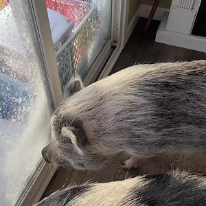 Good morning! They had their breakfast inside but potty time was no fun for anyone. 😂 I had to use my move the pig skills on Huckleberry. 😂 | Polly the Performing Princess Pig