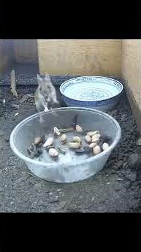 Jerry was out and about last night. 🐭💕👀 #wildmouse