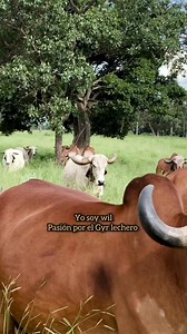 Pasión por el Gyr #cow #gyr #yosoywil | Yo soy wil