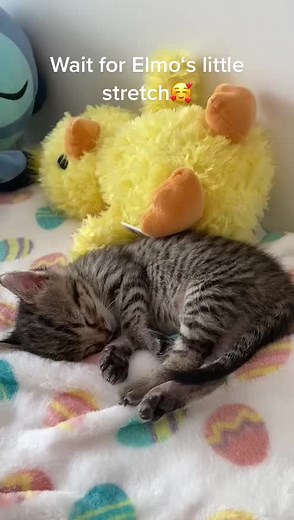 Elmo Sleeping Next to His Favorite Cuddly | Cute Kitten Video