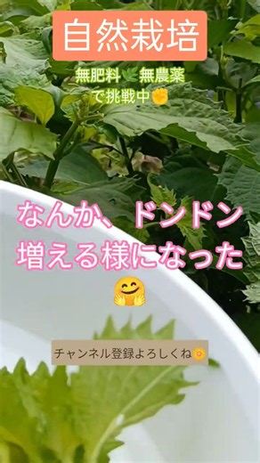 まだまだ収穫中✌シソ山盛り🍃 #自然栽培挑戦中＃ひとりごと