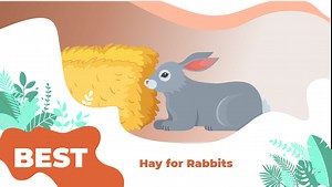 The 7 Best Hay For Rabbits In 2026 - We're All About Pets