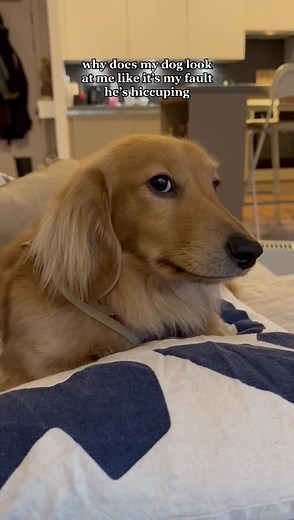 Understanding Your Dog's Hiccup Behavior
