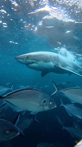 A video of our Combo Tour adventure on Wednesday January 28th. We enjoyed a fun swim with the Australian Sealions and then cage dived with a beautiful male Great White Shark. | Shark Cage Diving - Calypso Star Charters