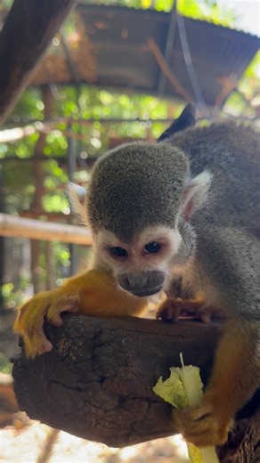 Some say a squirrel monkey's dark eyes, white face and dark mouth resemble a skull. This is why in some places they have been called