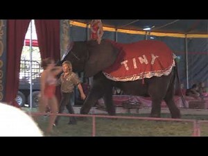 circus abuse elephant nosey cruelty number3