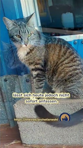 💫 CESKA – eine besondere Katzenpersönlichkeit sucht geduldige Menschen 💫